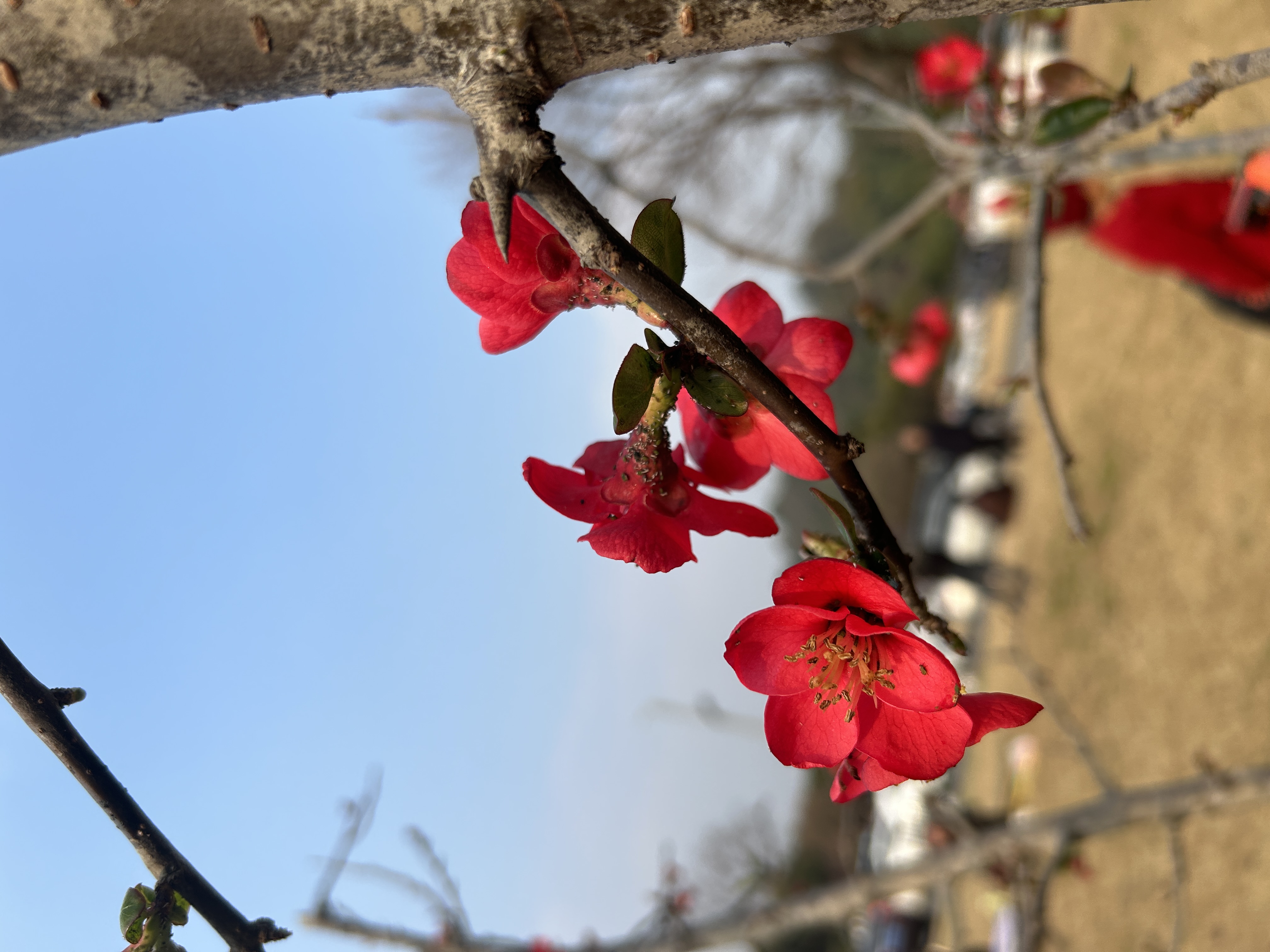 美丽的梅花
